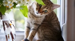 10 Věcí, které nemohou být provedeny v domě, kde žije kočka